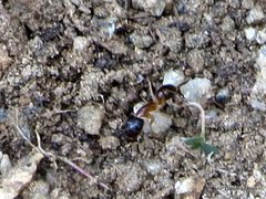 Camponotus