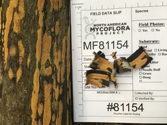 Hypoxylon crocopeplum