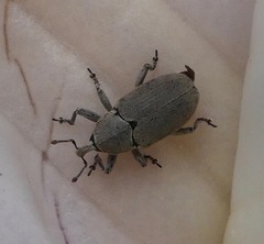 Trichobaris compacta