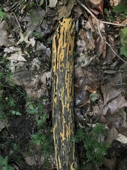 Hypoxylon crocopeplum