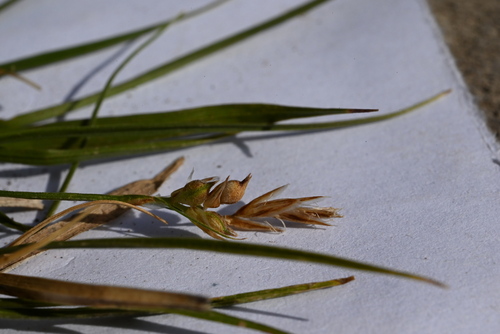 White Mountain Sedge (Carex geophila)