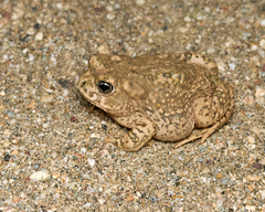 Arroyo Toad photo 1