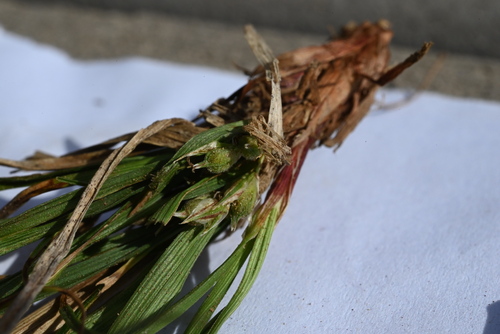 Image of Carex geophila by (c) Anders Hastings, some rights reserved (CC BY)