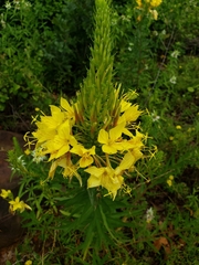Oenothera rhombipetala