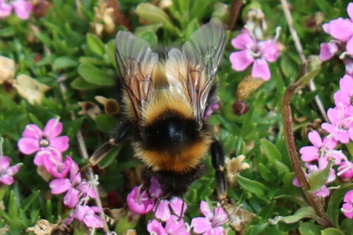 High Arctic Bumble Bee