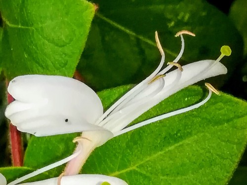 Japanese honeysuckle (Lonicera japonica)