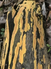 Hypoxylon crocopeplum