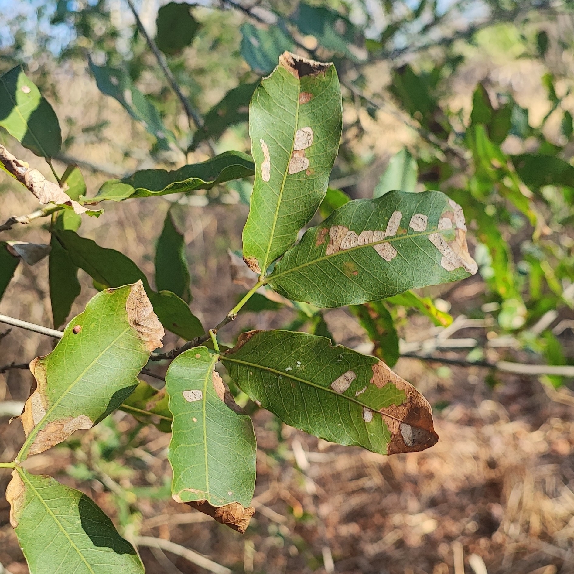 Melicoccus lepidopetalus