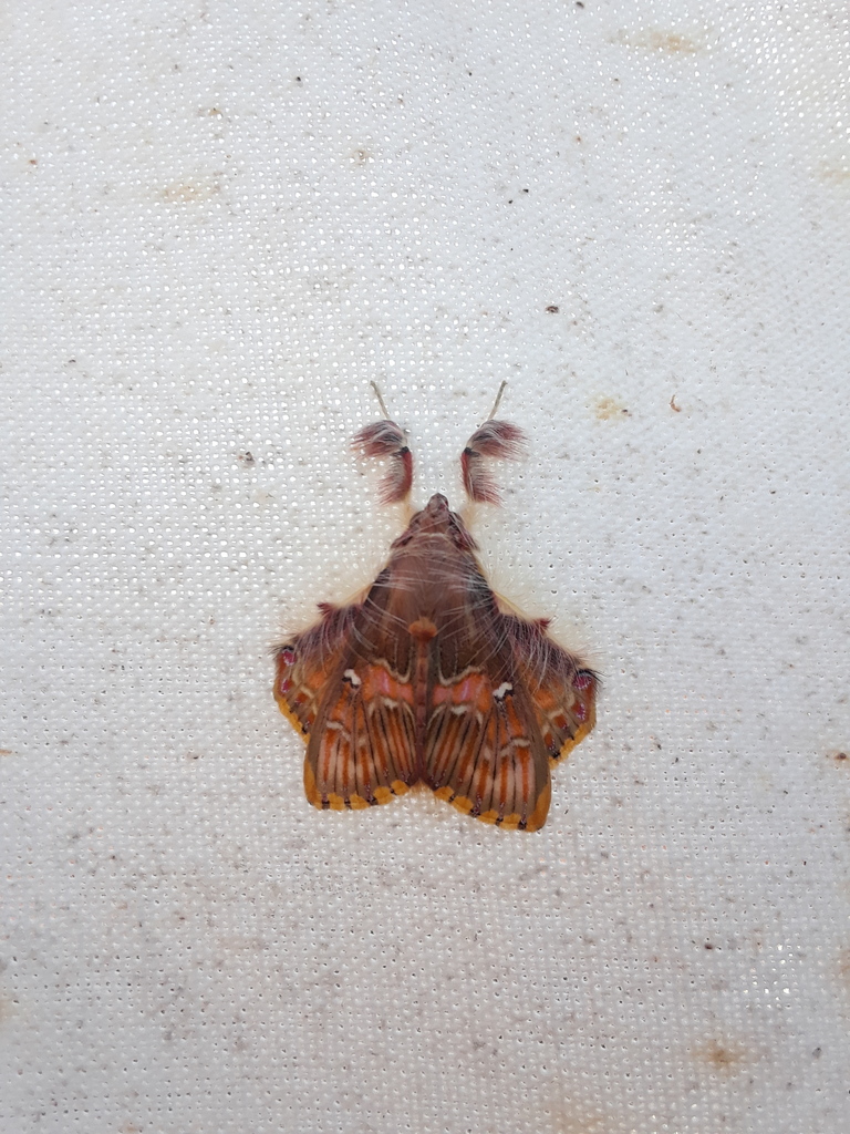 Walker's Moth from La Huerta, Jal., México on March 9, 2019 at 08:52 AM ...