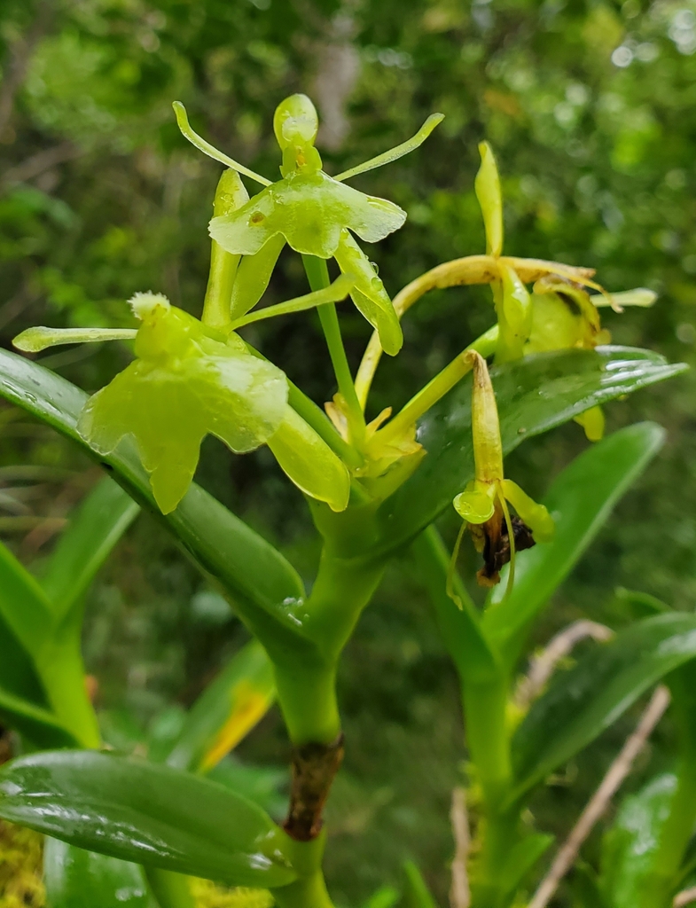 Epidendrum vulgoamparoanum