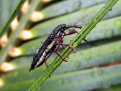 Rhinotia suturalis