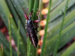 Rhinotia suturalis