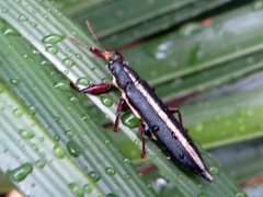 Rhinotia suturalis