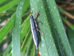 Rhinotia suturalis