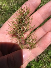 Poa bulbosa vivipara