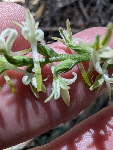 Image of Platanthera transversa by (c) joergmlpts, some rights reserved (CC BY)