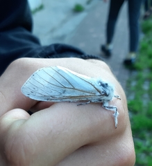 Cerura