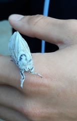 Cerura