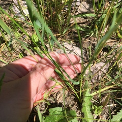 Poa bulbosa vivipara