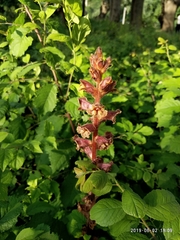 Orobanche laxissima