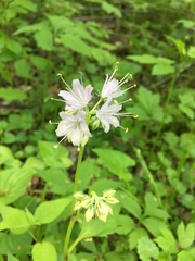 Hydrophyllum virginianum