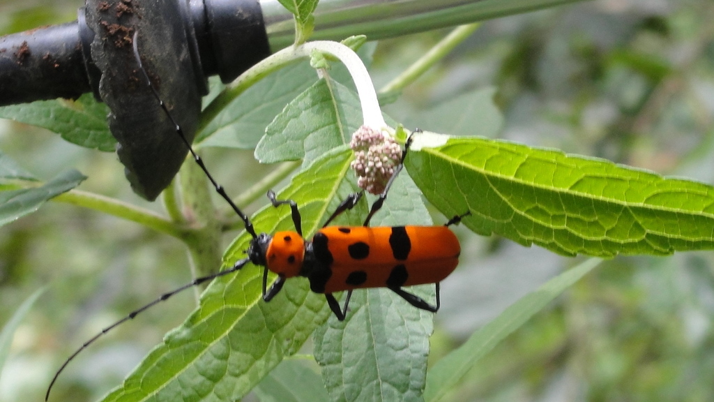 Rosalia formosa