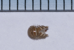 Thylodrias contractus