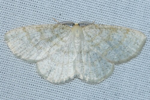 Yellow-dusted Cream Moth photo 3