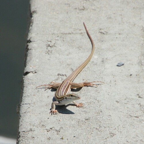 iNaturalist observation photo of Sonoran Spotted Whiptail