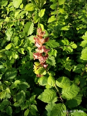 Orobanche laxissima
