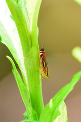 Sisimitalia vulnerata
