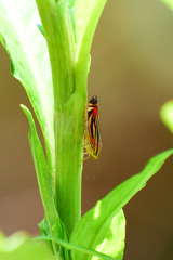 Sisimitalia vulnerata