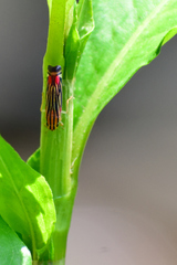 Sisimitalia vulnerata