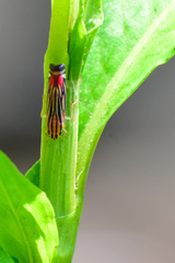 Sisimitalia vulnerata