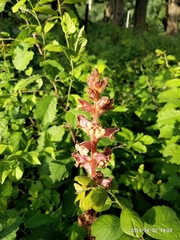 Orobanche laxissima