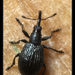 Ischnopterapion virens - Photo (c) Christophe Quintin, algunos derechos reservados (CC BY-NC)