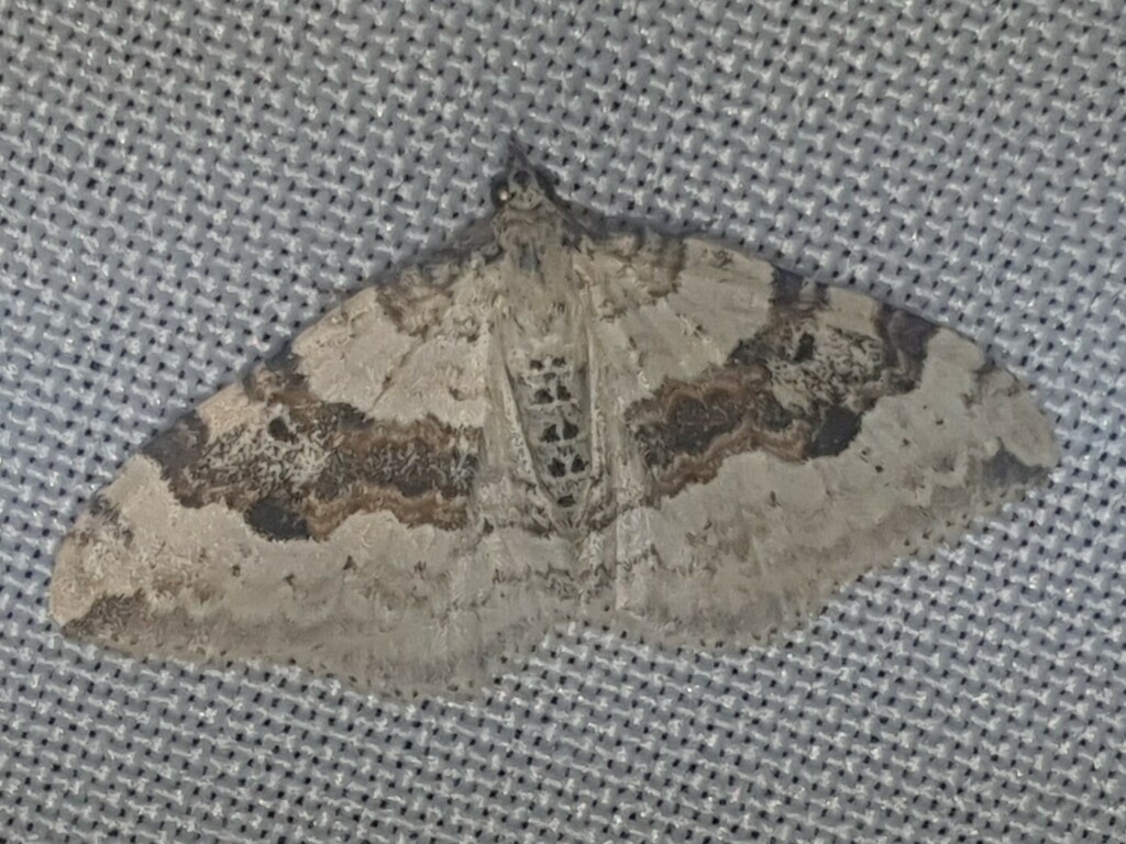 Xanthorhoe iberica