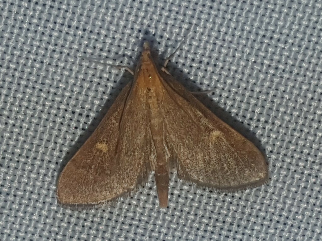 Dolicharthria aetnaealis