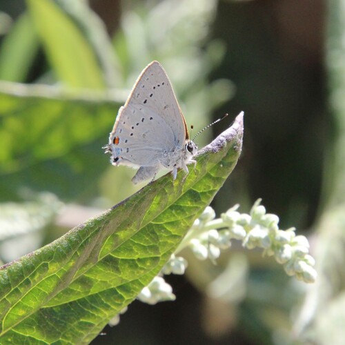 iNaturalist observation photo of Dryope Hairstreak