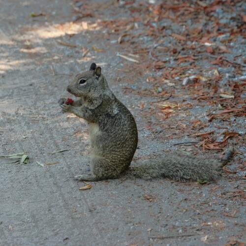 iNaturalist observation photo of California Ground Squirrel