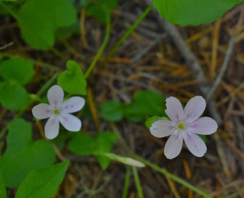 Northern phlox (Phlox adsurgens)