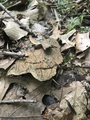 Xylaria filiformis