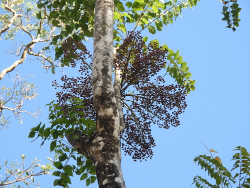 Polyscias spectabilis observed 2024-07-13