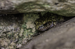 Eleutherodactylus verrucipes