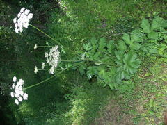 Heracleum sphondylium sphondylium