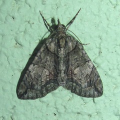 Hydriomena modestata