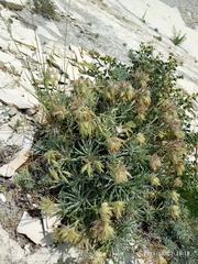 Onosma polyphylla