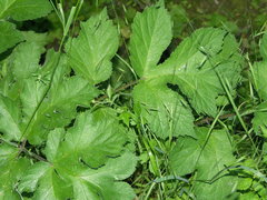 Heracleum sphondylium sphondylium