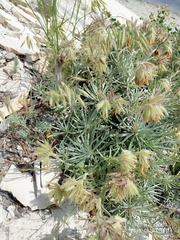 Onosma polyphylla