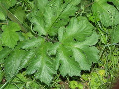 Heracleum sphondylium sphondylium